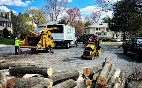 Best Palm Tree Trimming  in Auburn, ME